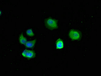 TFF3 Antibody