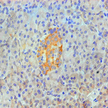 ANXA2 Antibody