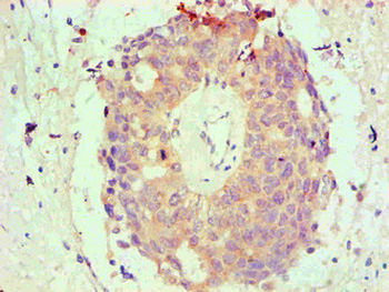 BCL2L1 Antibody