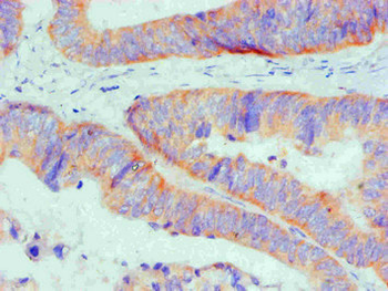 BCL2L1 Antibody
