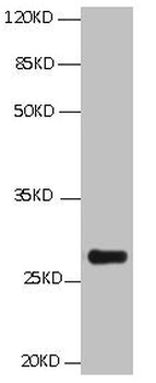 BCL2L1 Antibody