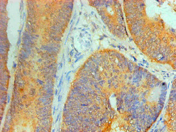 IL1F10 Antibody