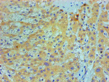 IL1F10 Antibody