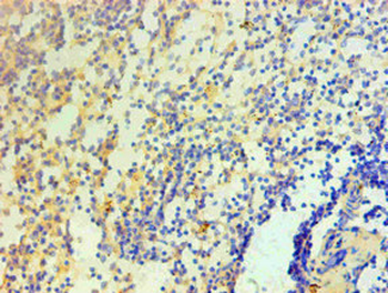 IL1F10 Antibody