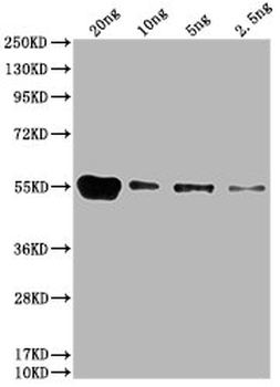 6*His Tag Antibody