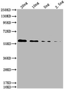 6*His Tag Antibody