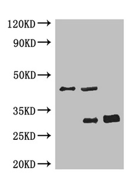 GFP Tag Antibody