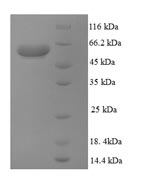 Mouse Abcb4 protein