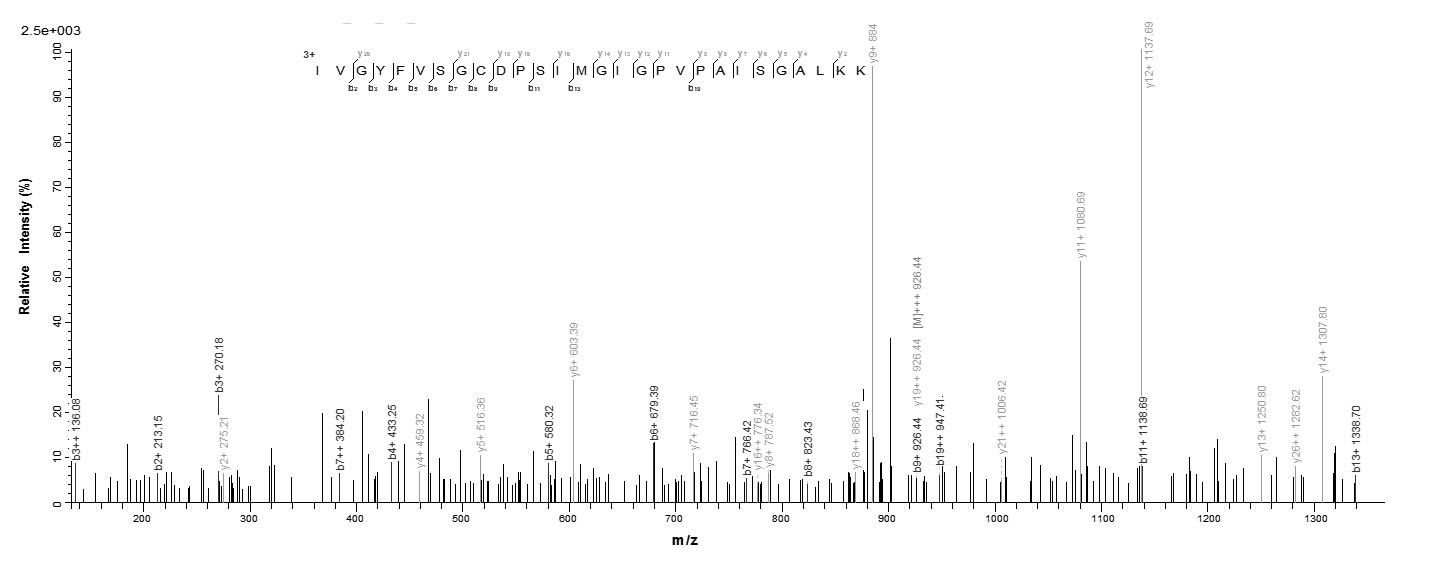 Human ACAA2 protein