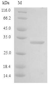 Rat Agtr2 protein
