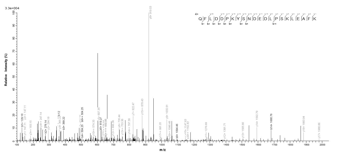 Mouse Aif1 protein