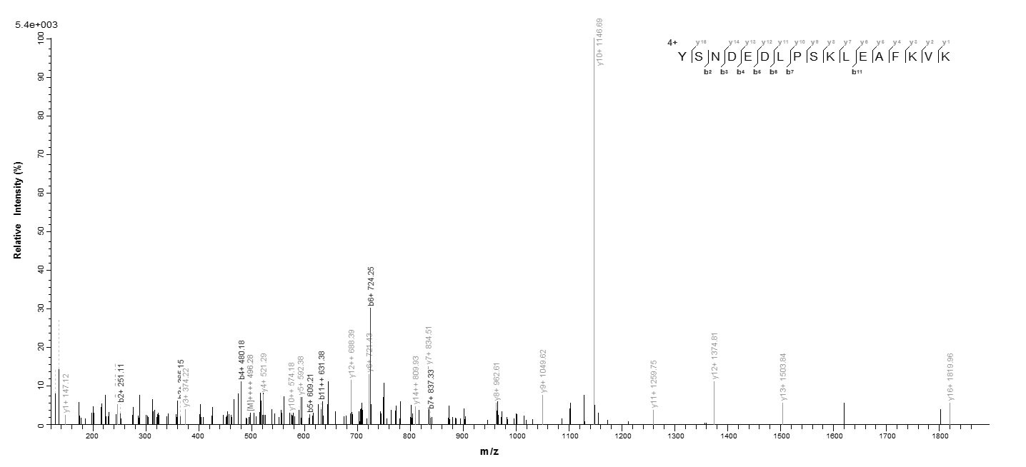 Mouse Aif1 protein