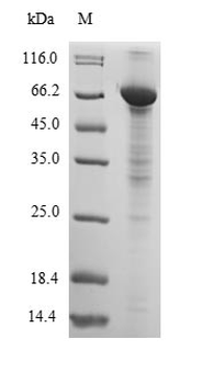 Dog ALB protein