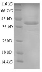 Mouse Anxa1 protein