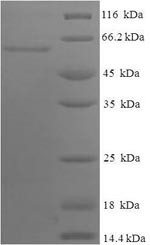 Human APOA4 protein