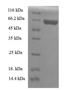Rat Apoa5 protein