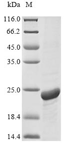 Aquaporin 1 Proteins
