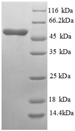 Mouse Asgr1 protein