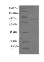 Human ASPH protein