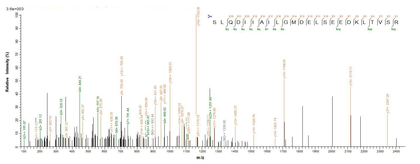 Mouse Atp5b protein