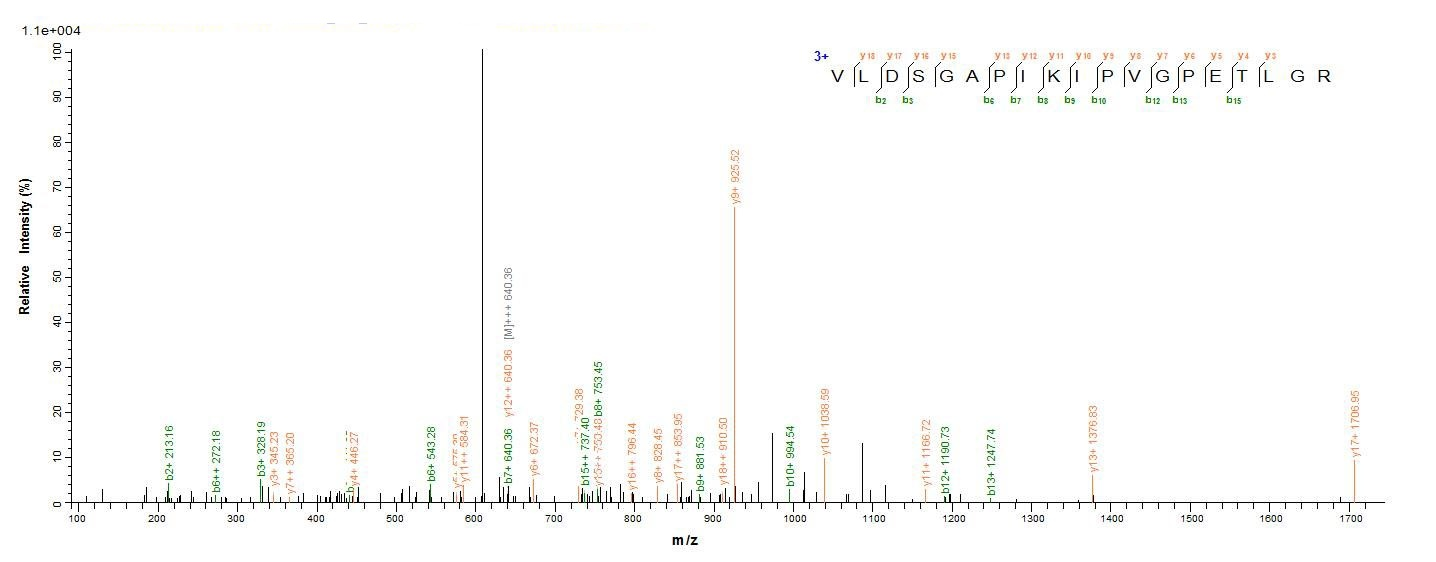 Mouse Atp5b protein