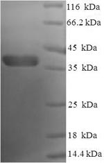 Human BCL2 protein