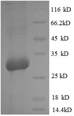Rat Bglap protein