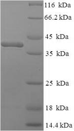 Mouse C1qa protein