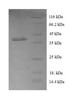 Human COA1 protein