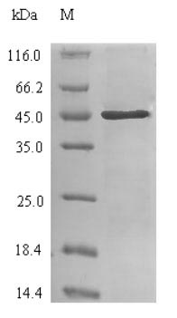 Human CA2 protein