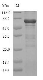 Pig CAPN2 protein