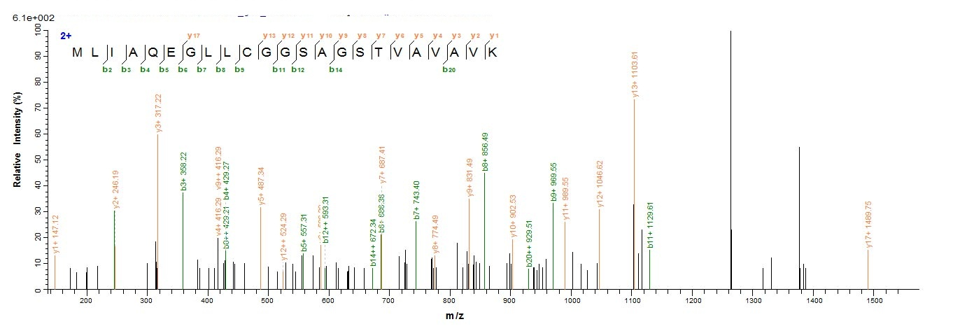 Human CBS protein