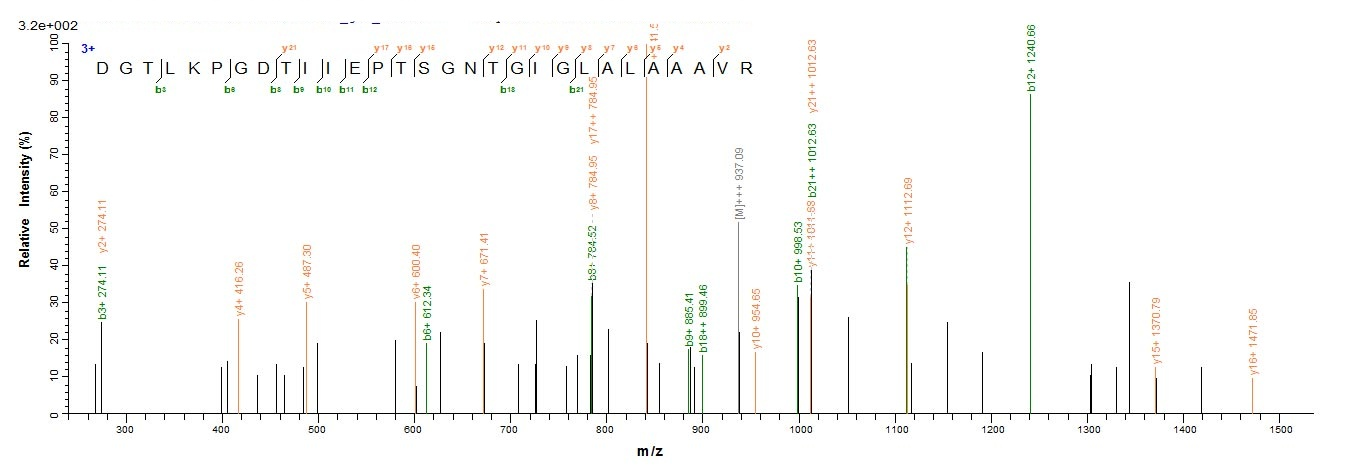 Human CBS protein