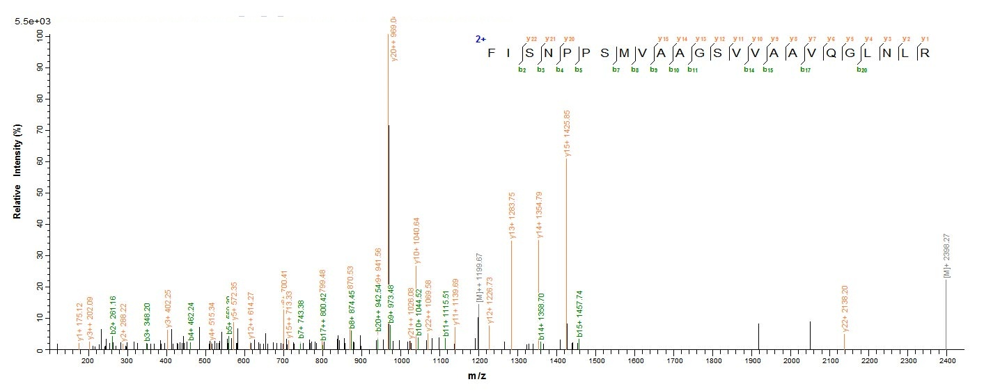 Human CCND1 protein