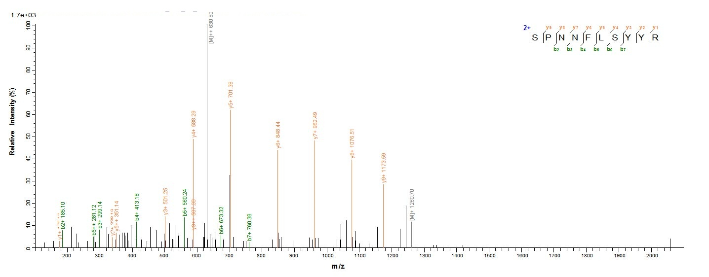 Human CCND1 protein