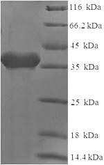 Human CD2 protein