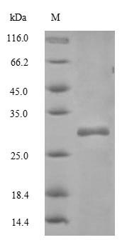 Mouse Cd82 protein