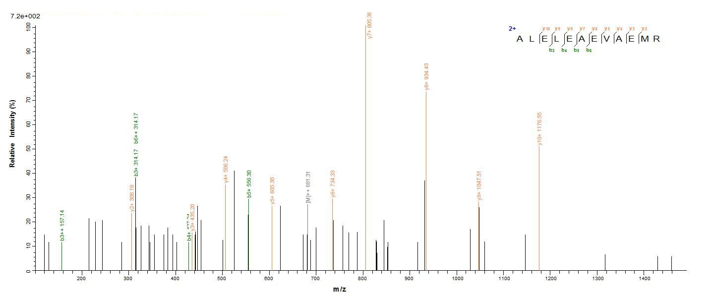 Human CDR2 protein