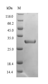 Mouse Cela2a protein