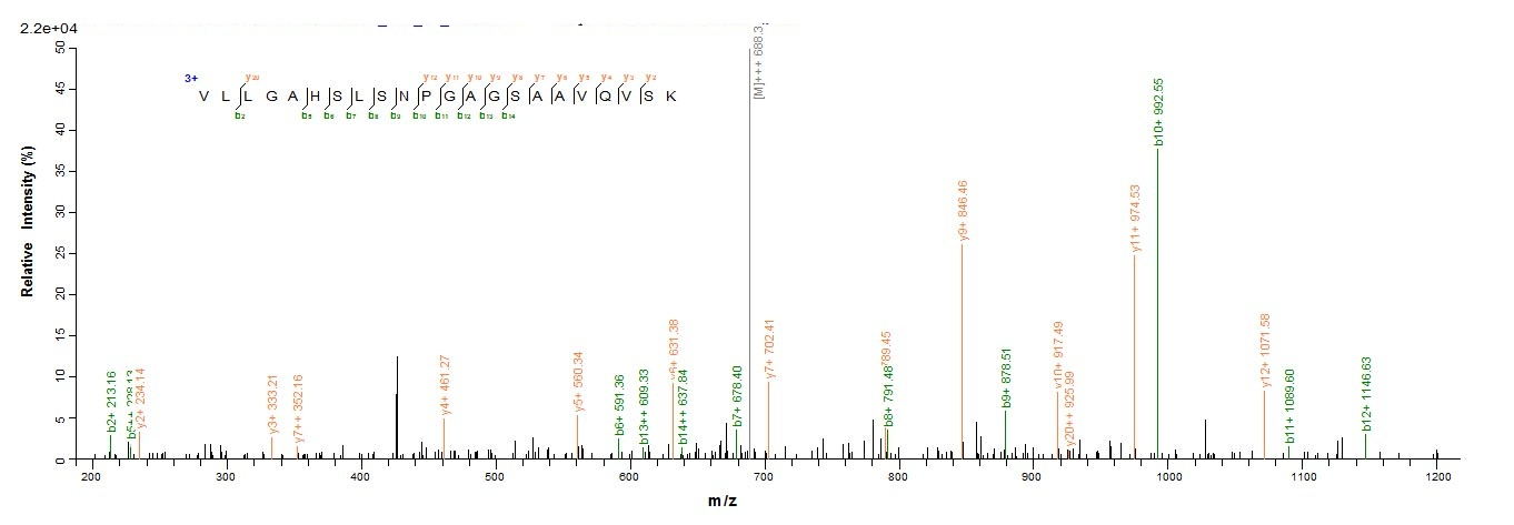Mouse Cela2a protein