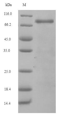 Mouse Cfb protein