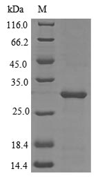 E.coli CHRNA1 protein
