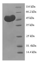 Human CLEC18A protein