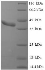 Mouse Clta protein