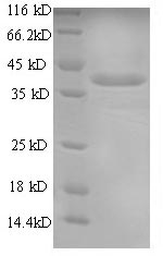 Dog Mast Cell Chymase protein