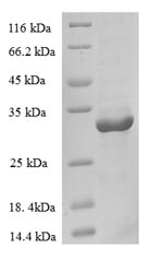Human CNBP protein