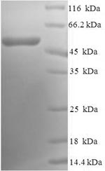 Human CNN1 protein