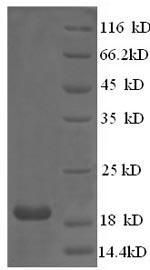 E.coli COL12A1 protein