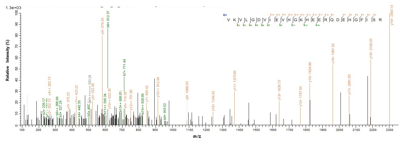 Human CRYAB protein
