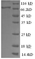 Cat CSF1R protein